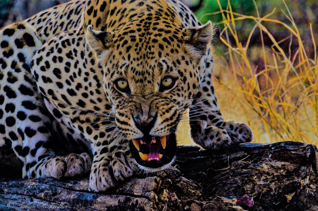 Aloegrove Safari Lodge Очиваронго Екстериор снимка