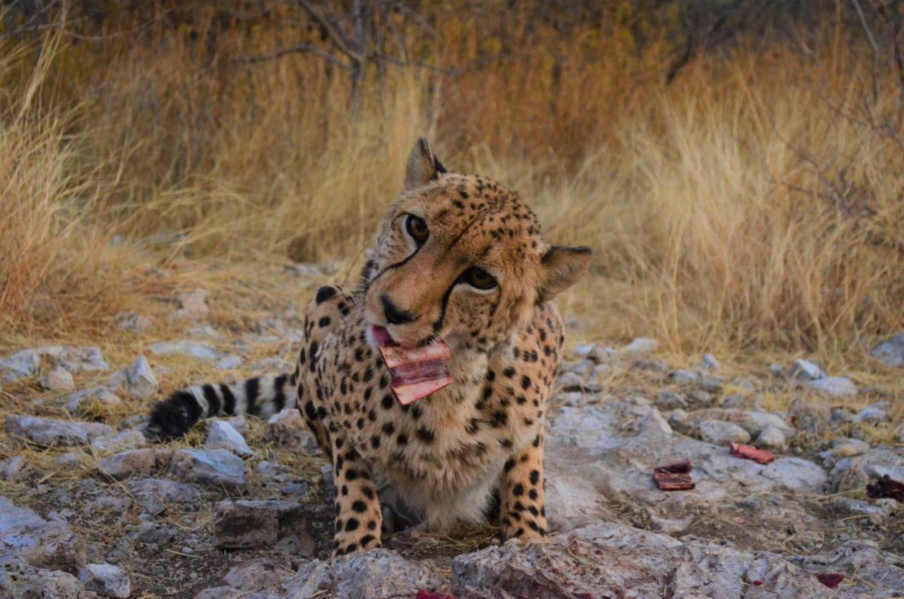 Aloegrove Safari Lodge Очиваронго Екстериор снимка