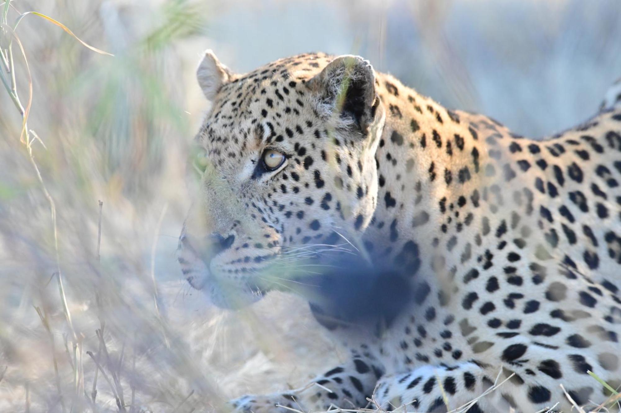 Aloegrove Safari Lodge Очиваронго Екстериор снимка