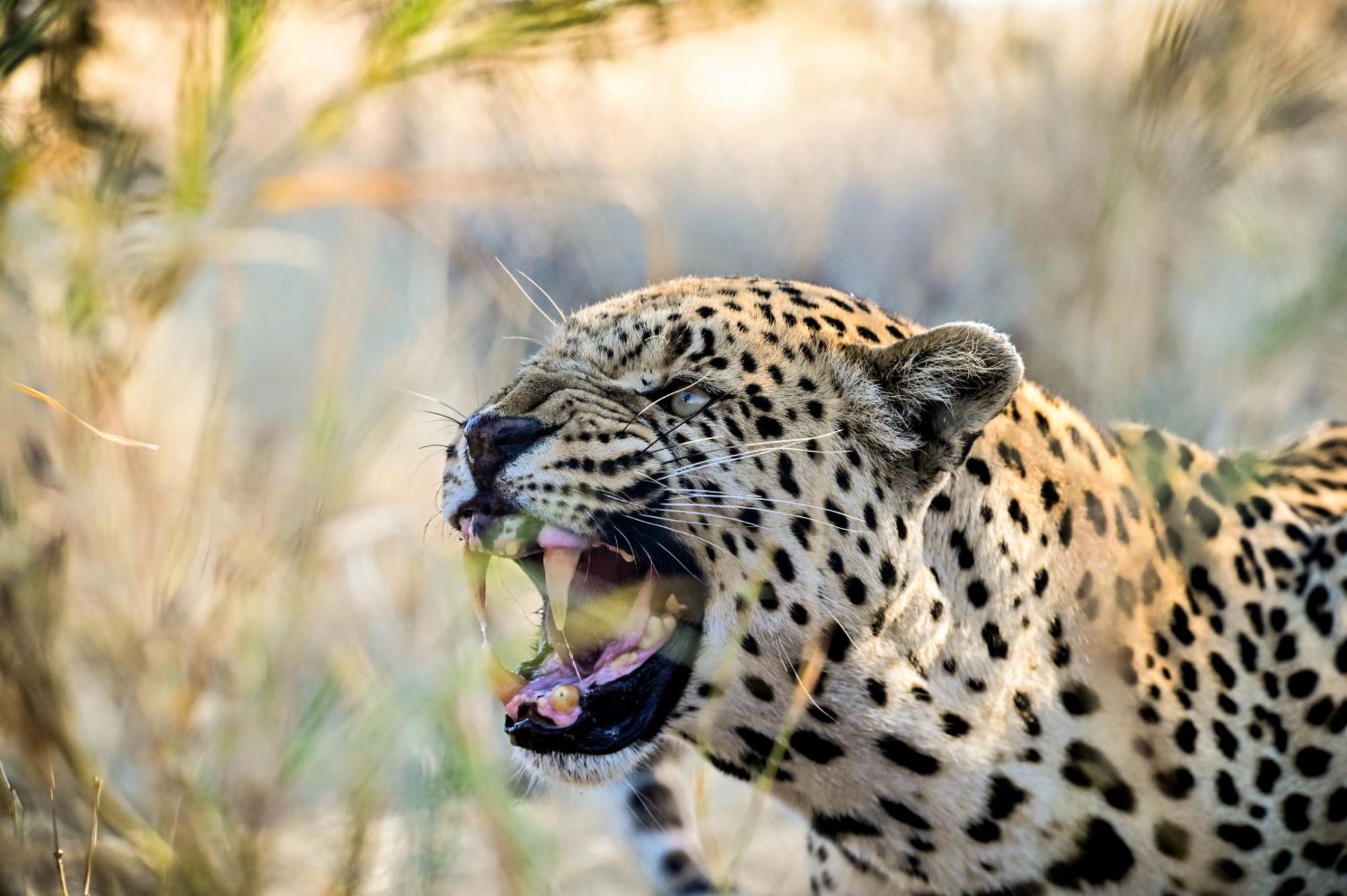 Aloegrove Safari Lodge Очиваронго Екстериор снимка