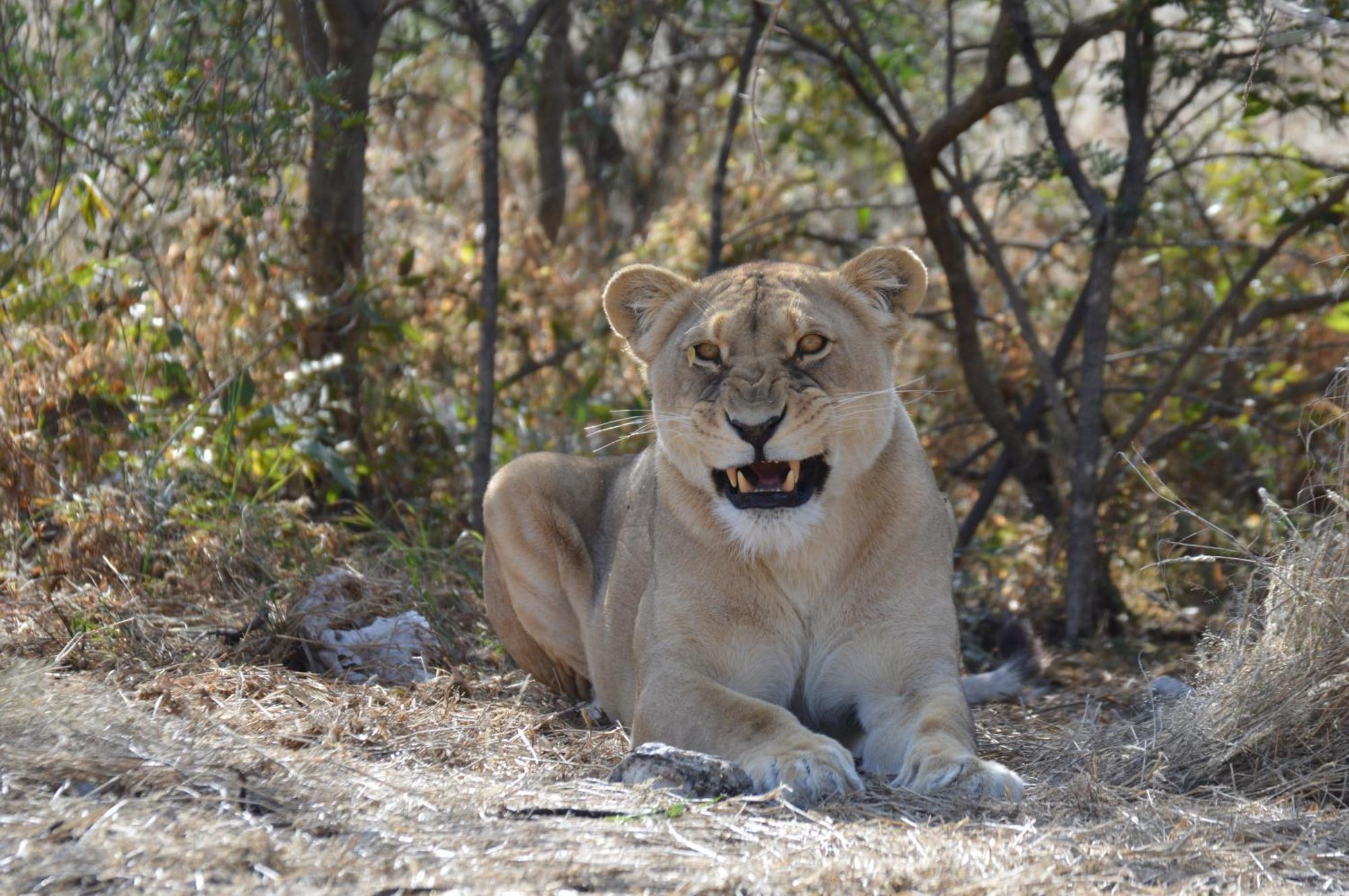 Aloegrove Safari Lodge Очиваронго Екстериор снимка