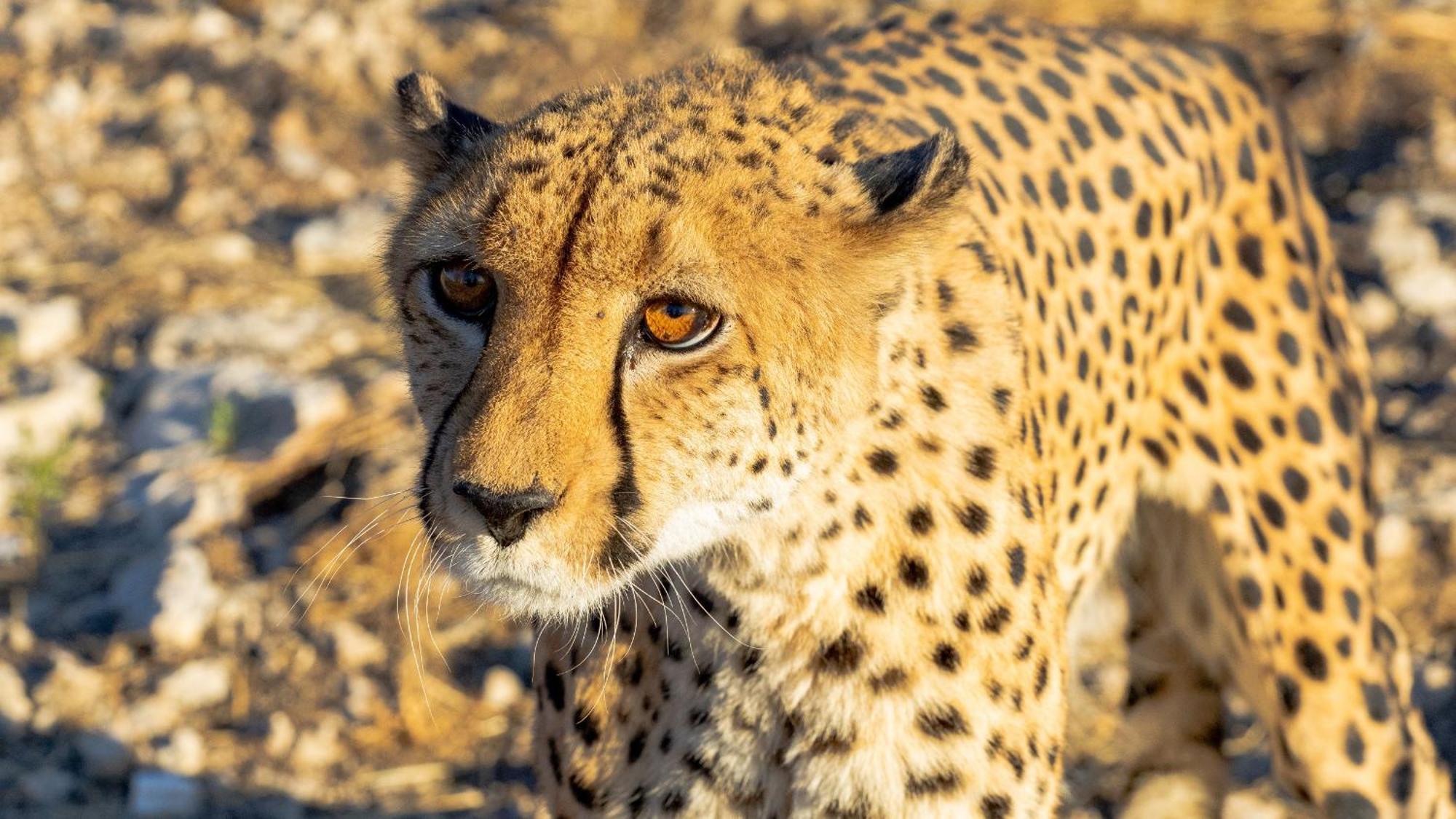 Aloegrove Safari Lodge Очиваронго Екстериор снимка