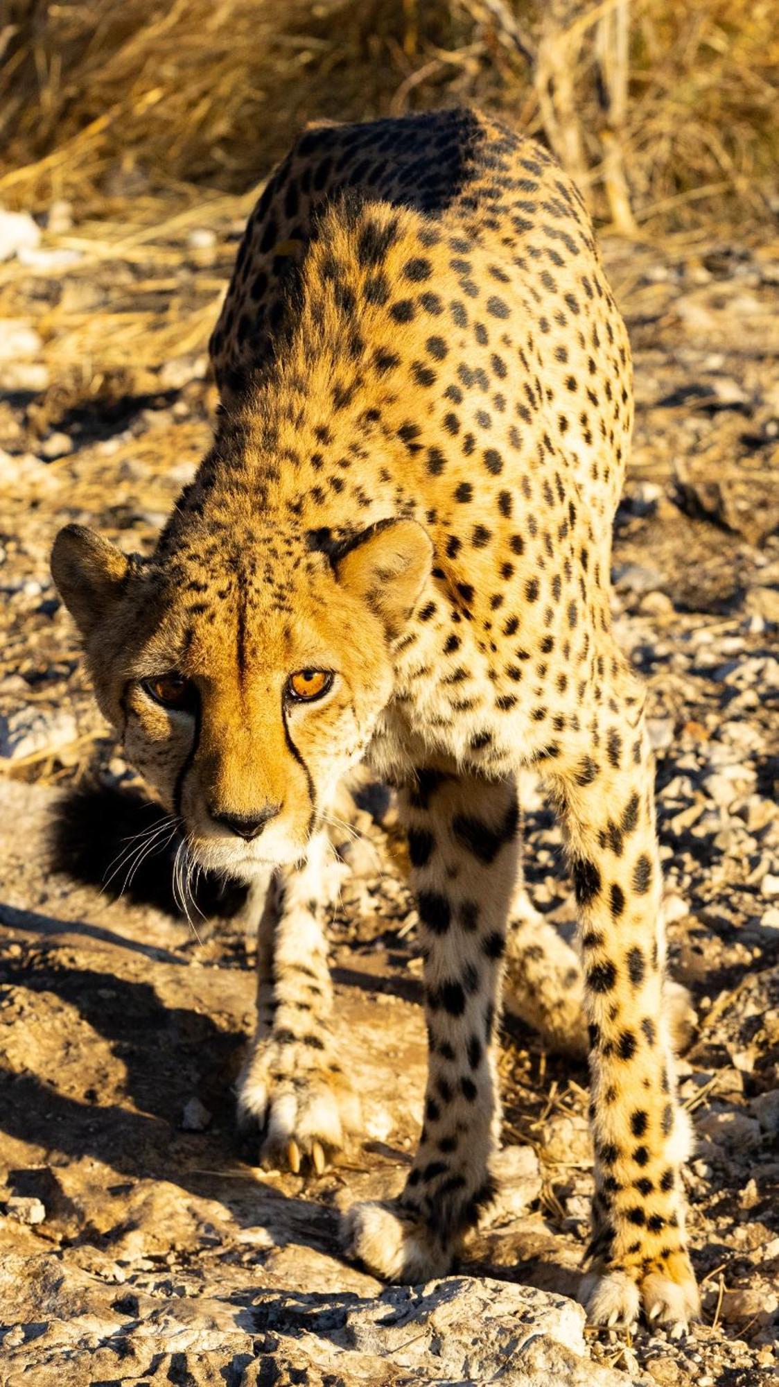 Aloegrove Safari Lodge Очиваронго Екстериор снимка