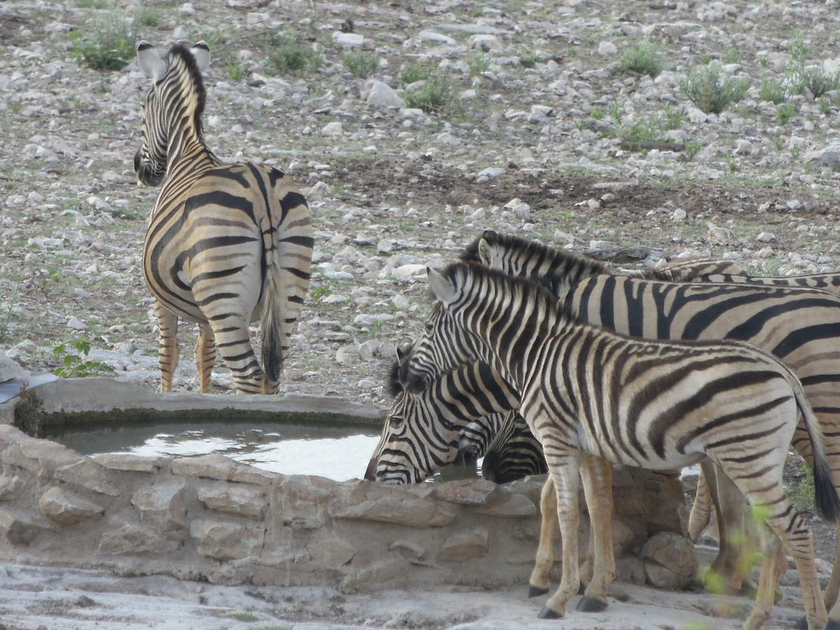 Aloegrove Safari Lodge Очиваронго Екстериор снимка