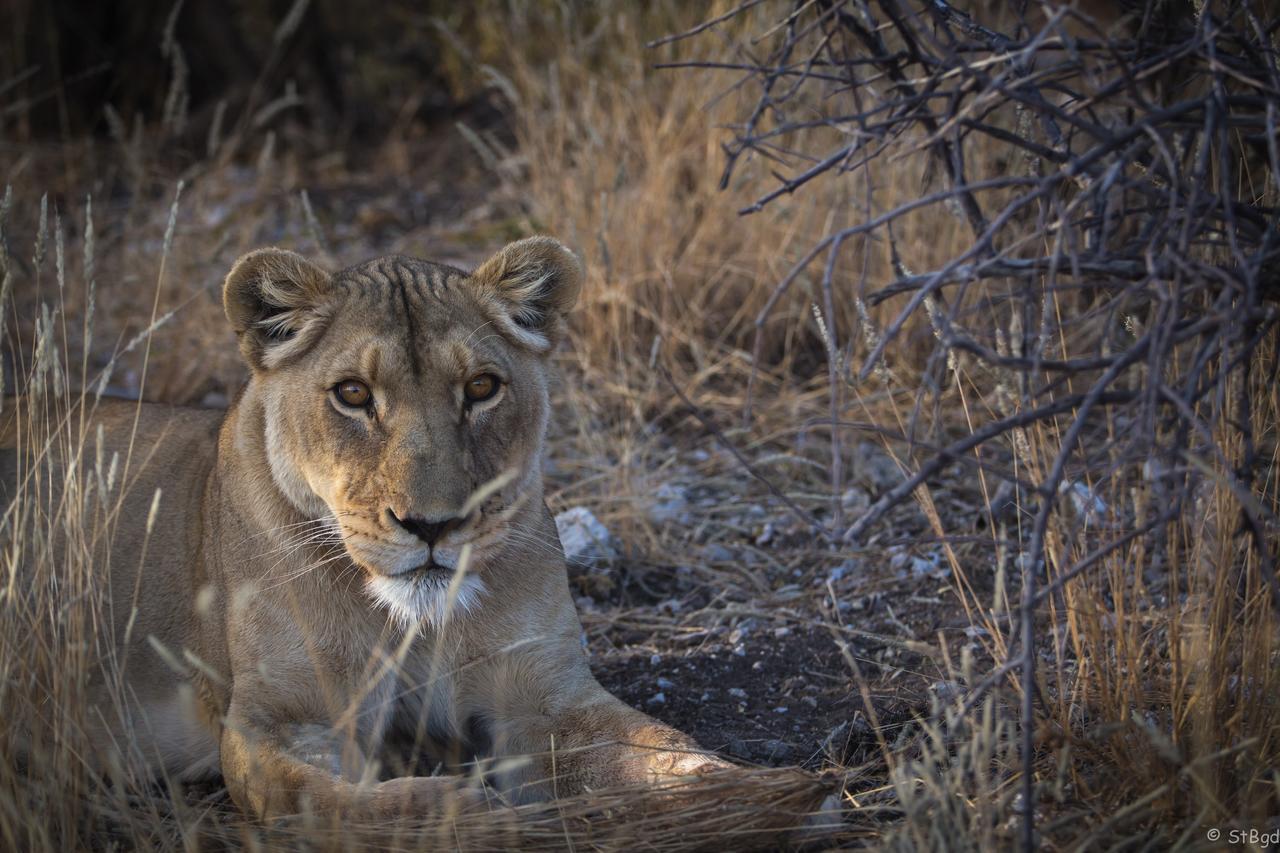 Aloegrove Safari Lodge Очиваронго Екстериор снимка